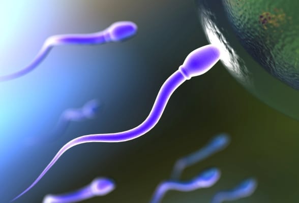 Fertility Conception